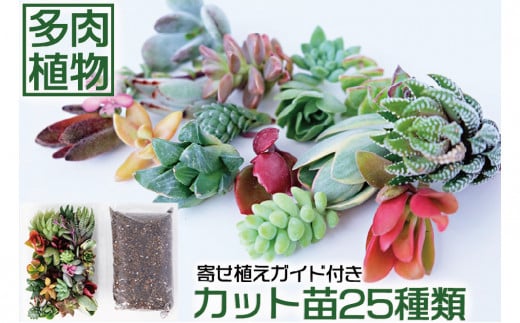 ハオルチア入りじぶんで植える多肉の寄せ植えセット - 福岡県小郡市