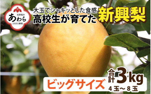 先行予約】＜2023年10月上旬以降発送＞新興梨 3kg 大玉でシャキっと