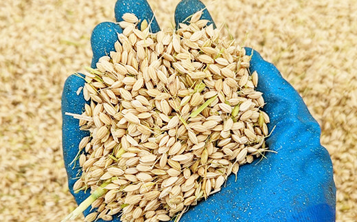 今年の出来はどうか。十分詰まった籾ができたようです。乾燥が終わったら間もなく新米として食卓に届きます！