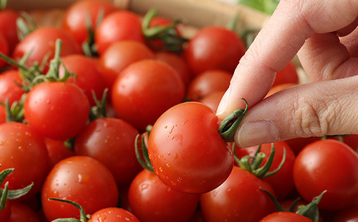 完熟したリコピンをはじめビタミンたっぷりのトマトを一度食べれば、きっとあなたも"とりこ"になるはず。