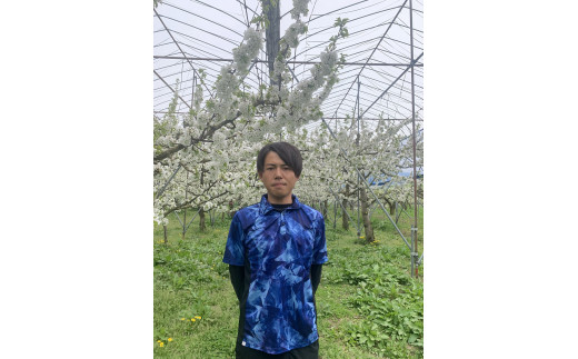 さくらんぼ（佐藤錦）１ｋｇ　ご家庭用　0136-2301