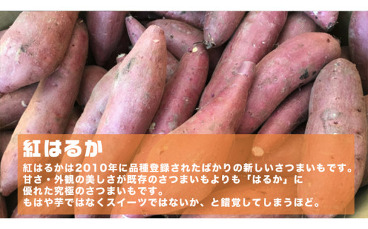 自然栽培 さつまいも 無農薬 無肥料 紅はるか 約10kgスイートポテト - 野菜