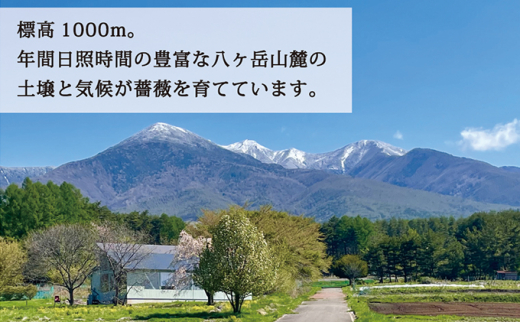 長野県富士見町のふるさと納税 ローズウォーター『オーバーナイトセンセーション』500ml