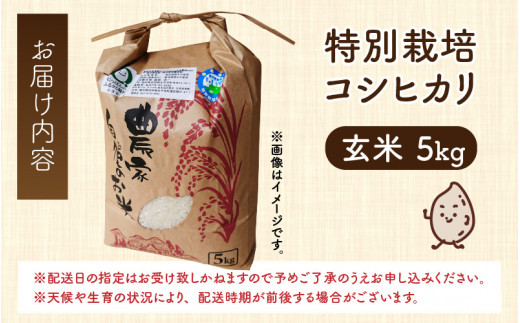 令和5年産 新米 無農薬・化学肥料不使用 永平寺町寺本の米 特別栽培コシヒカリ 玄米 5kg [B-027009]