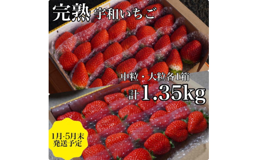 【農家厳選】かんちゃん農園 新鮮朝採り! 宇和いちご 中粒&大粒セット 約1.35kg 526303 - 愛媛県西予市