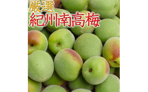 <6月発送>厳選 紀州南高梅(青梅)4kg+120g(傷み補償分)【朝摘み・とれたて直送便】【梅干し・梅酒・梅ジュース】【和歌山産】※北海道・沖縄・離島への配送不可※着日指定不可※2023年6月上旬~6月下旬頃に順次発送予定 653939 - 和歌山県広川町