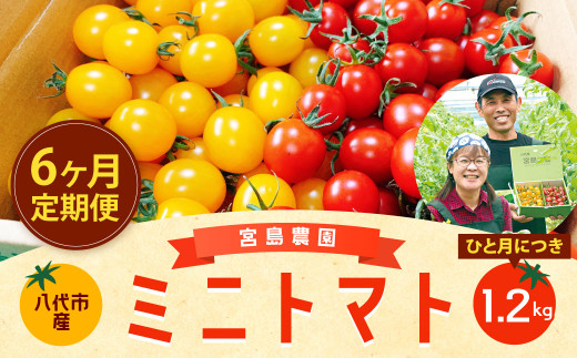 【 定期便 】 【6回発送】 ミニトマト (ミックス) 1.2kg×6回 八代市産 宮島農園