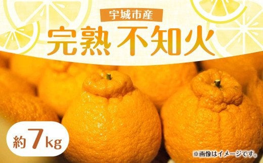先行予約 完熟 不知火 約7kg 髙橋果樹園[2025年2月上旬から3月下旬発送予定]柑橘 果物 フルーツ かんきつ
