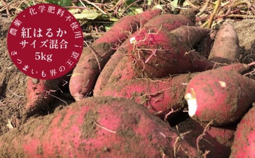 先行予約　サツマイモ（紅はるか）５ｋｇ　農薬化学肥料不使用　（洗い）【R00163】 1504336 - 高知県土佐清水市