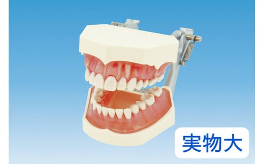 歯の模型 歯磨き指導用 実物大モデル（歯着脱可）《歯 模型 歯列模型 歯模型 顎模型 歯医者使用 教材》, ※着日指定不可|株式会社ニッシン