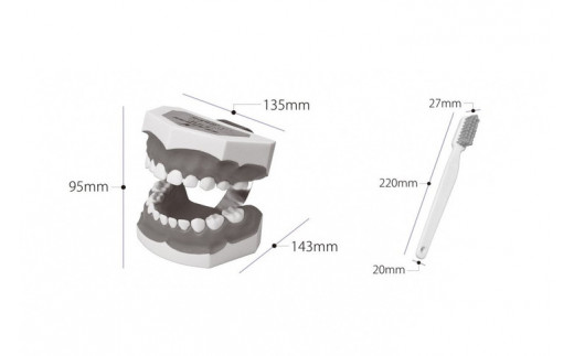 歯の模型 歯磨き指導用 大型モデル（乳歯列 歯ブラシ付）《歯