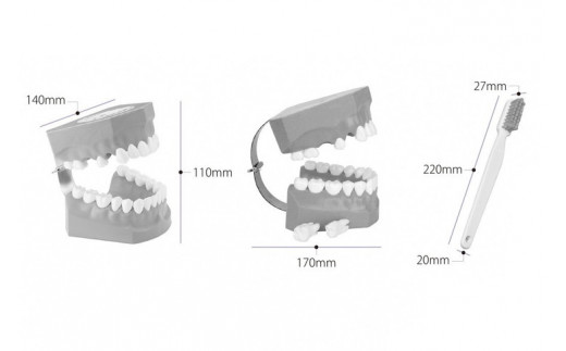 歯の模型 歯磨き指導用 大型モデル（永久歯列 歯ブラシ付）《歯 模型