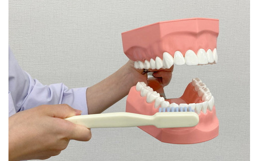 歯の模型 歯磨き指導用 大型モデル（永久歯列 歯ブラシ付）《歯 模型