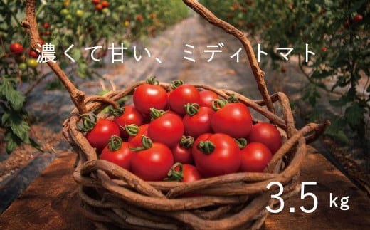 【2024年産予約受付】 フルーツトマト 3.5kg のんの畑北海道 ミディトマト 228849 - 北海道当麻町