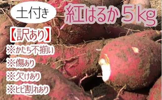 先行予約【訳あり】サツマイモ（紅はるか）５ｋｇ　農薬化学肥料不使用　（土付き）【R00104】 1504339 - 高知県土佐清水市