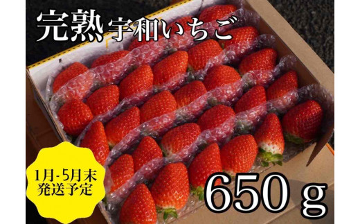 農家厳選】かんちゃん農園 新鮮朝採り！ 宇和いちご 約650ｇ - 愛媛県