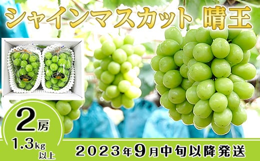 C-31シャインマスカット晴王2房【2023年9月中旬～10月下旬発送予定