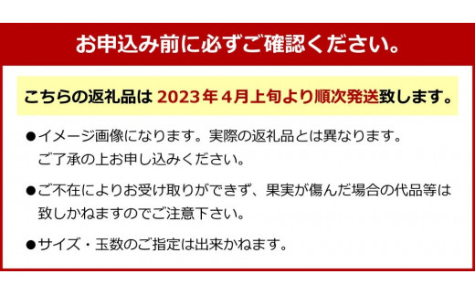 【先行予約】熊本県産 夏文旦 5kg（8玉～15玉）ぶんたん 柑橘