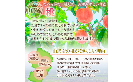 山形市産 桃「川中島白桃」 秀以上 5kg(13玉～18玉)[柔らかくなる桃