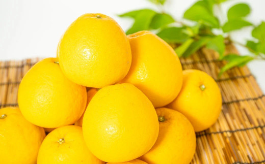 【先行予約】熊本県産 夏文旦 5kg（8玉～15玉）ぶんたん 柑橘