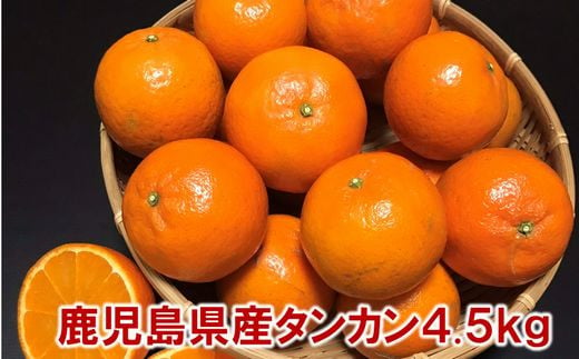 002-25 こだわりの薩摩濃密タンカン4.5kg 535295 - 鹿児島県南九州市