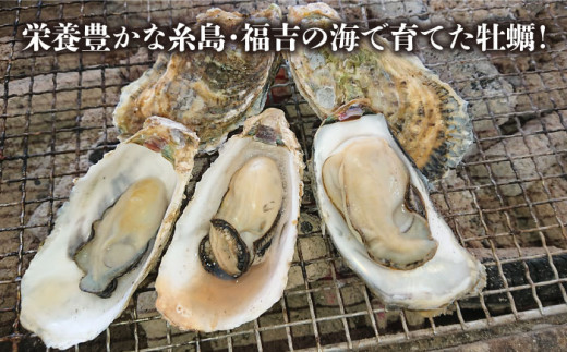 福吉 の 牡蠣 殻付き 生食用 2kg (簡易 ナイフ 付き) 福岡県 糸島産