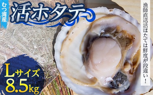 むつ湾で獲れた活ホタテ Lサイズ 約8.5kg【活ほたて本舗】 ホタテ ほたて 帆立 活ホタテ 生ほたて 生ホタテ 刺身 殻付き 海鮮 新鮮 貝 貝柱 魚介 青森 青森県 東北 むつ湾 陸奥湾 海鮮 BBQ バーベキュー キャンプ F21J-086 825312 - 青森県平内町