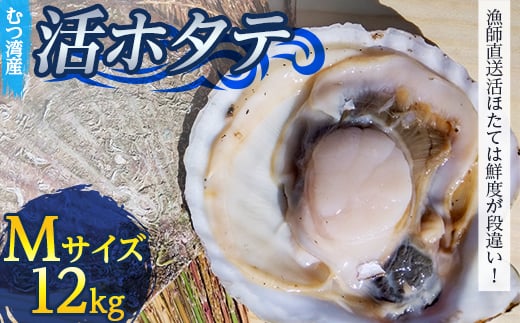 むつ湾で獲れた活ホタテ Mサイズ 約12.0kg【活ほたて本舗】 ホタテ ほたて 帆立 活ホタテ 生ほたて 生ホタテ 刺身 殻付き 海鮮 新鮮 貝 貝柱 魚介 青森 青森県 東北 むつ湾 陸奥湾 海鮮 BBQ バーベキュー キャンプ 12kg F21J-081 825310 - 青森県平内町