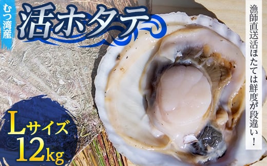 むつ湾で獲れた活ホタテ Lサイズ 約12.0kg【活ほたて本舗】 ホタテ ほたて 帆立 活ホタテ 生ほたて 生ホタテ 刺身 殻付き 海鮮 新鮮 貝 貝柱 魚介 青森 青森県 東北 むつ湾 陸奥湾 海鮮 BBQ バーベキュー キャンプ 12kg F21J-087 825313 - 青森県平内町