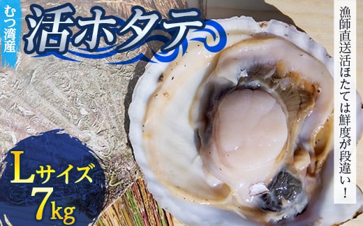 むつ湾で獲れた活ホタテ Lサイズ 約7.0kg【活ほたて本舗】 ホタテ