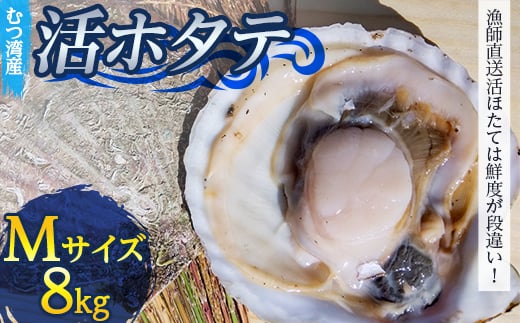 むつ湾で獲れた活ホタテ Mサイズ 約8.0kg【活ほたて本舗】 ホタテ ほたて 帆立 活ホタテ 生ほたて 生ホタテ 刺身 殻付き 海鮮 新鮮 貝 貝柱 魚介 青森 青森県 東北 むつ湾 陸奥湾 海鮮 BBQ バーベキュー キャンプ 8kg F21J-080 825309 - 青森県平内町