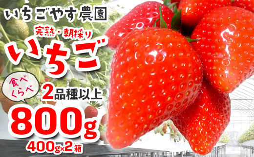 いちごやす農園 完熟・朝採りいちご400g×2箱（2品種以上／冷蔵