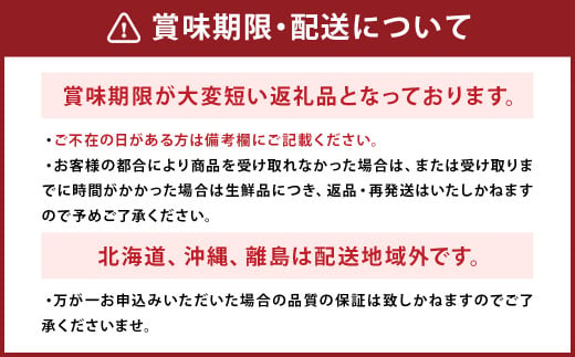 長崎 高級ハウスびわ 500g 化粧箱入り