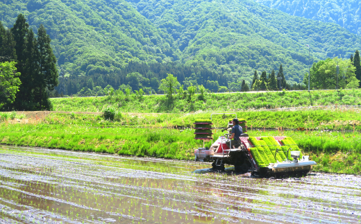 令和5年産】源流一等米 南魚沼産コシヒカリ 精米 10㎏/12回定期便 食味