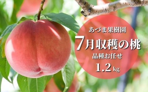 No.2327【先行予約】もも　7月収穫の桃　約1.2kg【2024年発送】 541613 - 福島県福島市