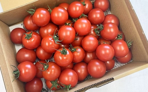 トマトの甘さ、旨みを最大限に引き出したこだわりの『Banトマト』１kg 541016 - 愛知県豊橋市