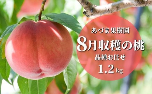 No.2328【先行予約】あづま果樹園　もも　8月収穫の桃　品種お任せ　約1.2kg【2023年発送】 541614 - 福島県福島市