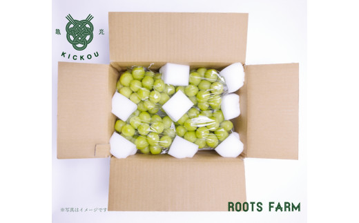 数量限定」甲州市産高品質なROOTS FARMシャインマスカット3～5房入(RO