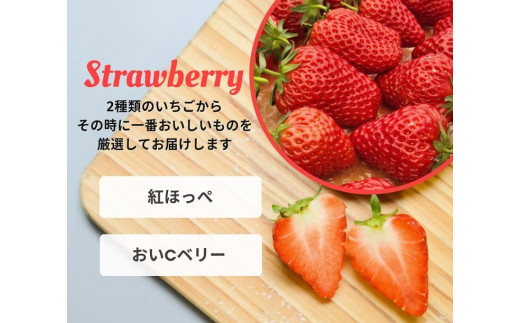 【数量限定】完熟 京いちご 1箱 希少 お楽しみ【紅ほっぺ おいCベリー から厳選してお届け】 小島農園 果実 新鮮 フルーツ 旬 イチゴ 苺 有名  スイーツ店 御用達※2024年1月中旬～5月末頃に発送予定