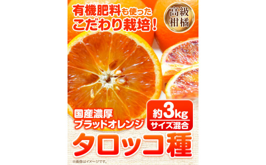 ブラッドオレンジ「タロッコ種」約3kg 紀の川市厳選館 《2024年4月上旬出荷》 和歌山県 紀の川市 果物 フルーツ 柑橘 希少柑橘