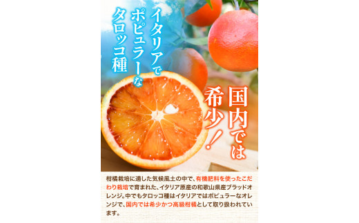 ブラッドオレンジ「タロッコ種」約3kg 紀の川市厳選館 《2024年4月上旬出荷》 和歌山県 紀の川市 果物 フルーツ 柑橘 希少柑橘