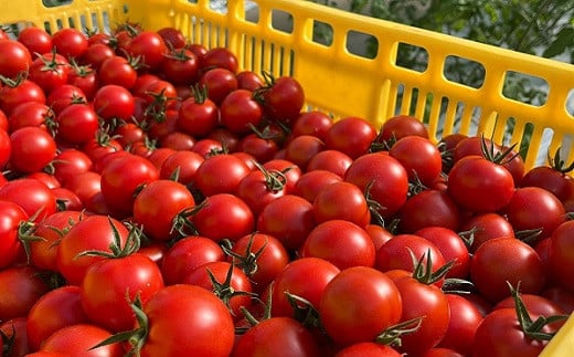 ばん農園のフルティカ「Banトマト」100％のトマトジュースです。
