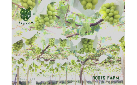 数量限定」甲州市産高品質なROOTS FARMシャインマスカット3～5房入(RO