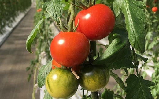 トマトの甘さ、旨みを最大限に引き出したこだわりの『Banトマト』１kg
