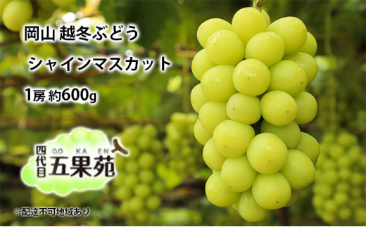 越冬 ぶどう シャイン マスカット 1房 約600g 四代目 五果苑 [№5220