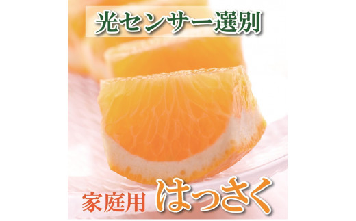＜4月より発送＞家庭用はっさく5.5kg+165g（傷み補償分）【有田の春みかん・五月八朔・さつきはっさく・木生りはっさく・きなりはっさく】【光センサー選別】【訳あり・わけあり】※2023年4月上旬頃～5月下旬頃に順次発送予定 654086 - 和歌山県広川町