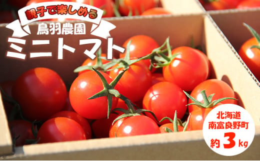 あま～い！ ミニトマト 約3kg 北海道 南富良野町 鳥羽農園 トマト とまと ミニトマト 野菜 大容量 甘っこ 甘い 597872 - 北海道南富良野町