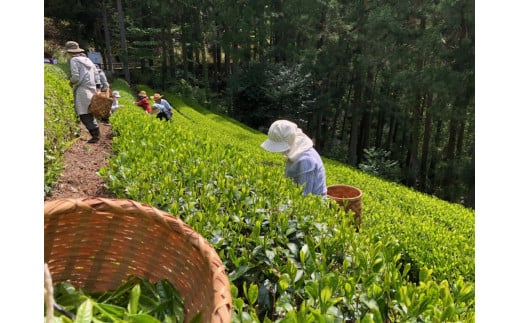 茶畑での作業風景１