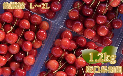 4-013-022　阪口果樹園のさくらんぼ　佐藤錦（L～2L）1.2kg【R5先行予約】