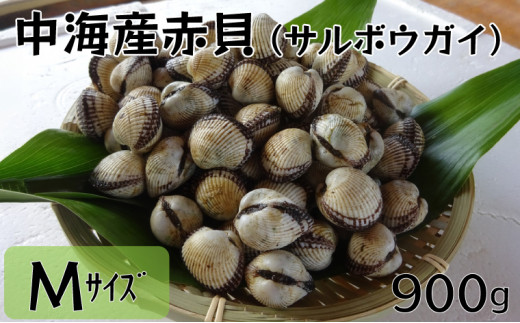 中海産赤貝（サルボウガイ）Ｍサイズ 900g【赤貝 中海産】 274863 - 島根県安来市